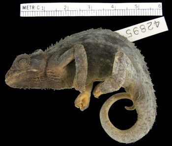 Media type: image; Herpetology R-42895